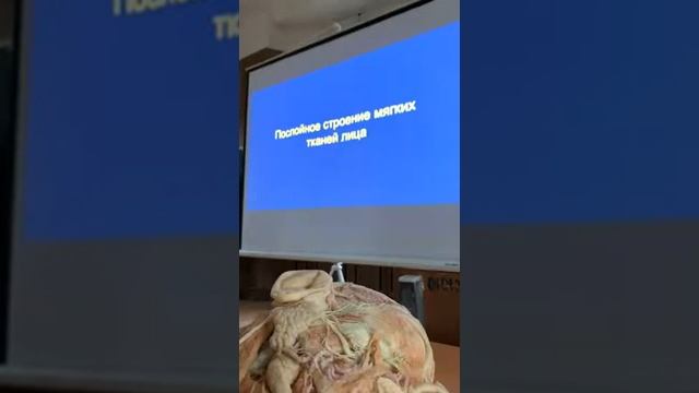 АНАТОМИЯ ЛИЦА! ?