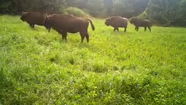 Зубры прогоняют волка смотреть онлайн