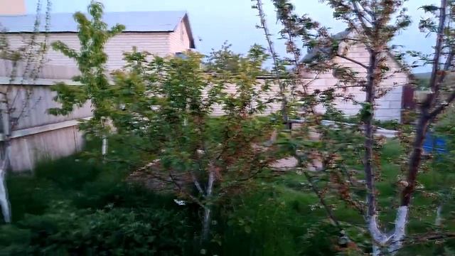 ЖИЗНЬ В ДЕРЕВНЕ. ПОКРЫЛА ЛАКОМ БЕСЕДКУ. ОБРАБОТАЛА САД ОТ ВРЕДИТЕЛЕЙ И БОЛЕЗНЕЙ. смотреть онлайн