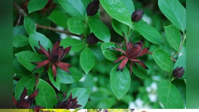 КАЛИКАНТ или ЧАШЕЦВЕТНИК (CALYCANTHUS) сем. Каликантовые смотреть онлайн