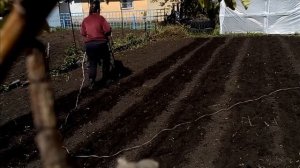 Посадка картофеля в гребни электрокультиватором
