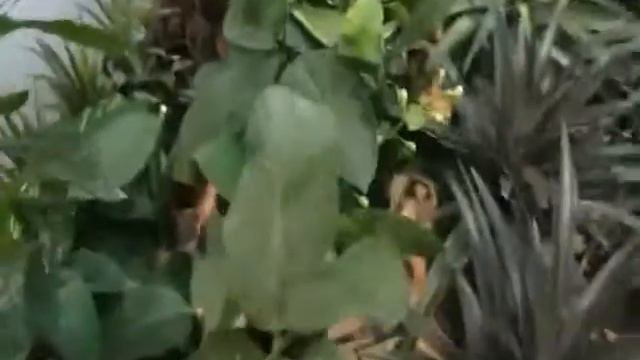 Зимний сад. Декабрь. смотреть онлайн