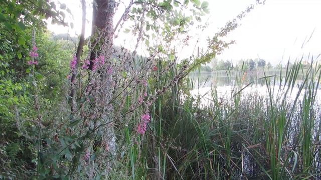 Озёра Крыма... август 2022... смотреть онлайн