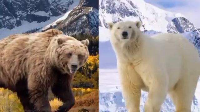 (СРАВНЕНИЯ) МЕДВЕДЬ КАДЬЯК VS БЕЛЫЙ МЕДВЕДЬ смотреть онлайн
