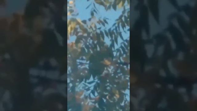 Белка спрятала 7 вёдер орехов под капотом авто смотреть онлайн