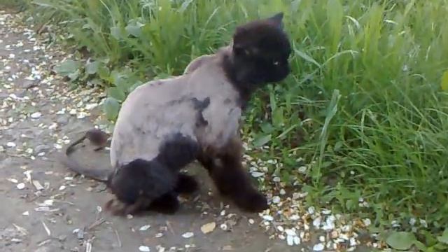 Кот смотреть онлайн