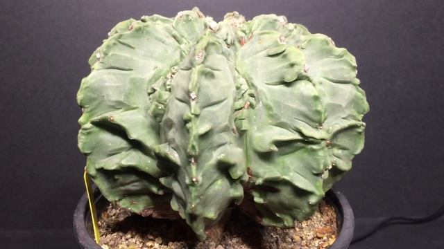 1005: Astrophytum Myriostigma cv. Kikko Fukuryu Hekiran - Vid 1 смотреть онлайн
