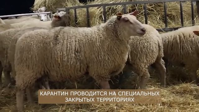 Племенные овцы Шароле! Где купить Шароле в России? Овцеводство как бизнес! Разведение овец смотреть онлайн