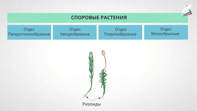 Высшие споровые растения смотреть онлайн