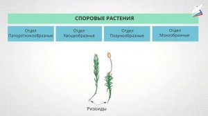 Высшие споровые растения