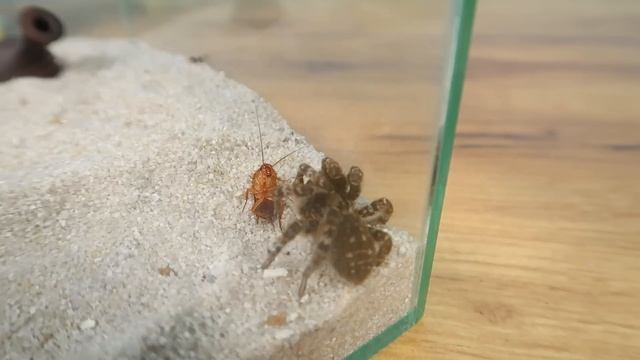 Мой Тарантул сбежал! Что делать? Я боюсь находиться в комнате! смотреть онлайн