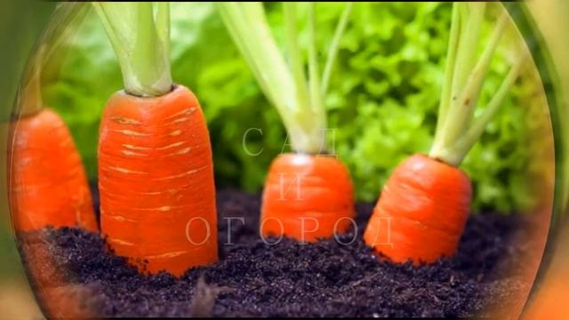Сладкая подкормка для моркови - Sweet top dressing for carrots смотреть онлайн
