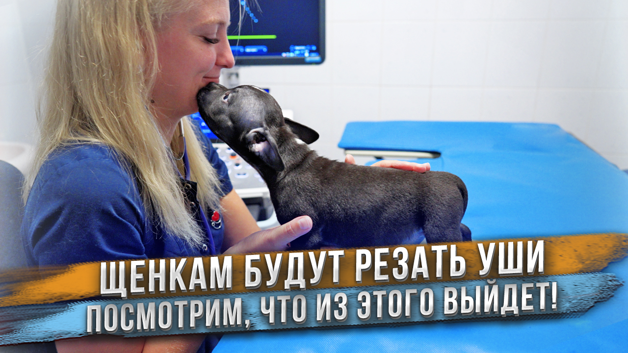 Щенок влюбился в доктора! Но уши ему всё равно отрежут... Щенки Американского Булли со скидкой 70% смотреть онлайн