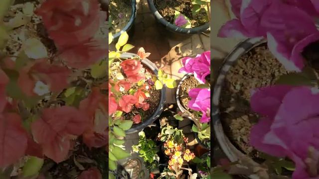 Different types of Bougainvillea in my garden смотреть онлайн