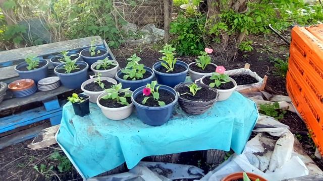 Новый бройлер Кобб-500. Утки переехали. Деревенские сотки смотреть онлайн