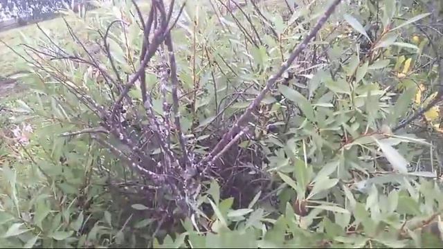 65/18 Наша поездка в плодопитомник. смотреть онлайн