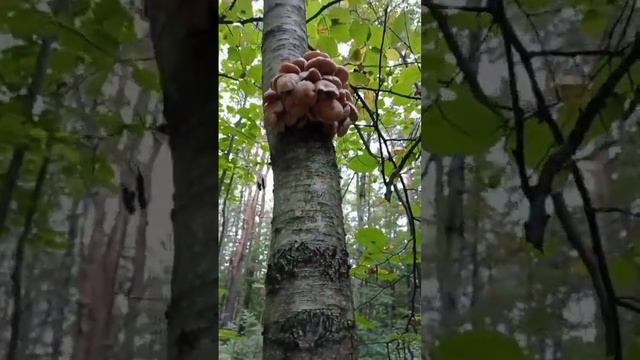 Опята на березе смотреть онлайн