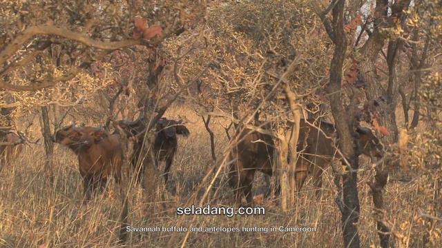 SAVANNAH BUFFALO and ANTELOPES HUNTING (Chasse) in CAMEROON. By Seladang смотреть онлайн