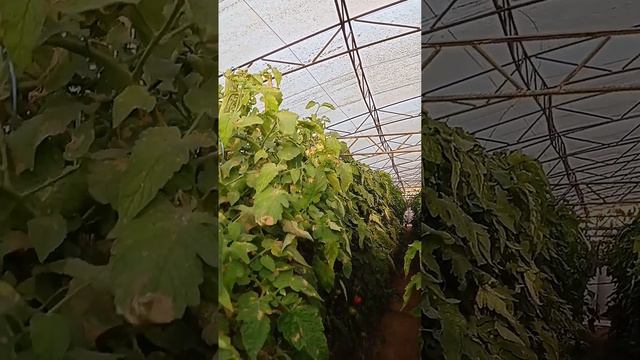Кузги помидор етиштириш: якун (6-қисм) смотреть онлайн