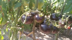 Томат-Королева ночи