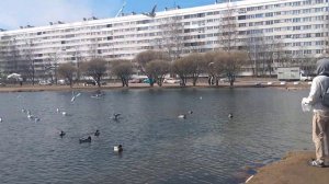 Очень крикливые чайки в водоеме Санкт-Петербурга.