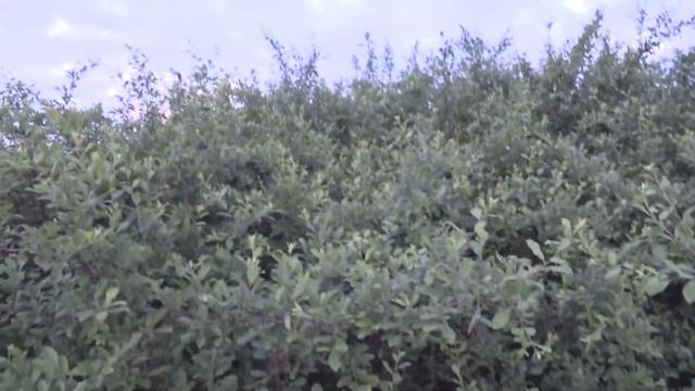 Охота на куницу или кошку Про технику правильной хотьбы ночью, по пересечённой местности. смотреть онлайн