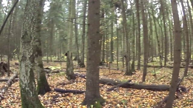 Сбор ГРИБОВ в Подмосковье 24 октября 2022 ! Рядовка Фиолетовая ! Грибы не хотели отпускать ГРИБНИКА смотреть онлайн