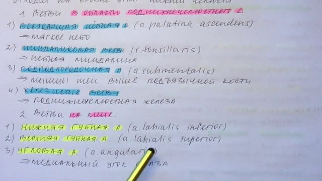 Билет 062. ОБЩАЯ СОННАЯ И НАРУЖНАЯ СОННАЯ АРТЕРИИ. ТОПОГРАФИЯ, ВЕТВИ, ОБЛАСТИ КРОВОСНАБЖЕНИЯ. смотреть онлайн