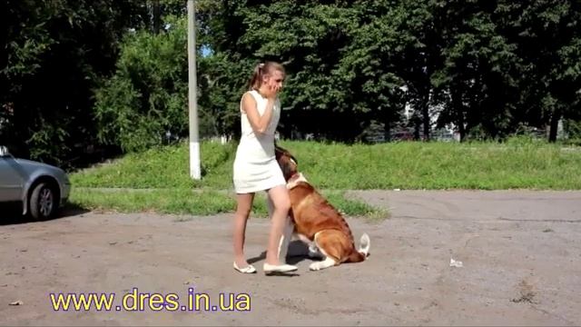 Самостоятельная начальная дрессировка собаки