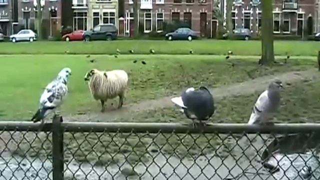 Canon FS100 animals смотреть онлайн
