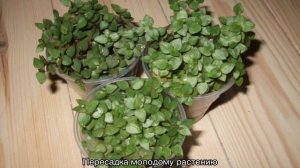 Каллизия ползучая — уход в домашних условиях