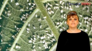 НАШАТЫРНЫЙ СПИРТ для огорода и сада.