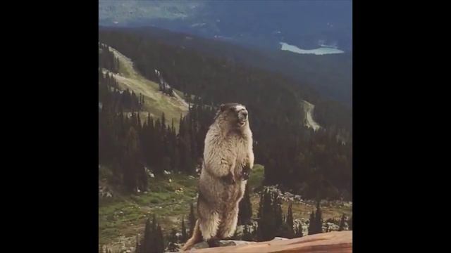 кричащий бабак смотреть онлайн