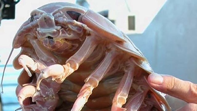 СТРАННОЕ животное нашли на дне. Гигантский ИЗОПОД. смотреть онлайн