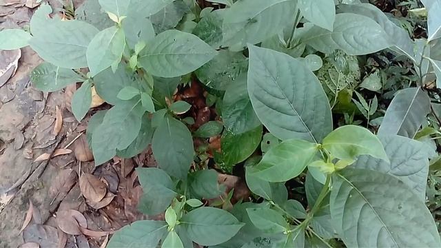 বিনা খরচে ও বিনা অপারেশনে পাইলসের চিকিৎসা - Bangla health tips смотреть онлайн