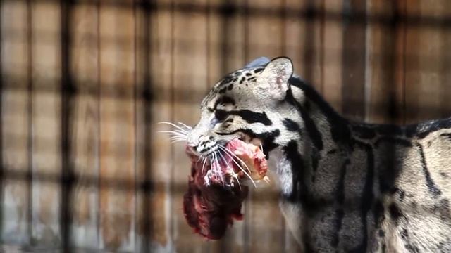 Tierpark Berlin HD смотреть онлайн