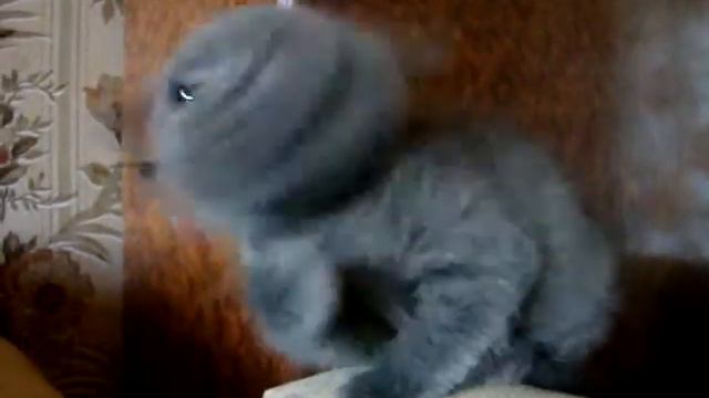 4 девочка чистюля смотреть онлайн