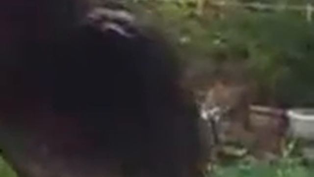 скворец Степашка.