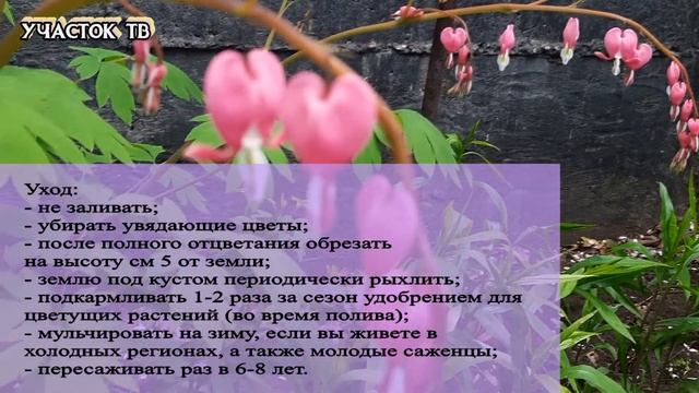 Дицентра Посадка и Уход - Цветок Разбитое Сердце - Выращивание Дицентры смотреть онлайн