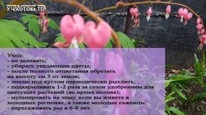 Дицентра Посадка и Уход - Цветок Разбитое Сердце - Выращивание Дицентры