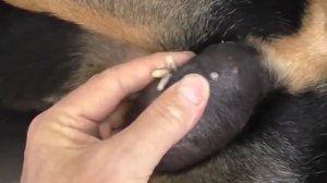 mangoworms removal from dog  maggots 2022 | lot of mangoworms botfly removed now