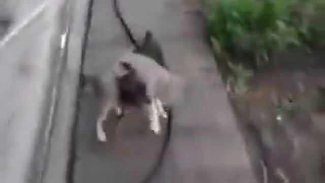 How to get the cat inside смотреть онлайн
