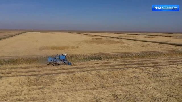 Площадь сева озимых культур под урожай 2023 г. в хозяйствах составляет 245 тыс. га смотреть онлайн