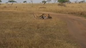 как охотиться львы