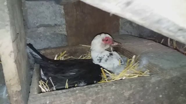 ИНДОУТКИ // ЯЙЦЕКЛАДКА // НАСИЖИВАНИЕ // ВСЕ ИНДИВИДУАЛЬНО // смотреть онлайн