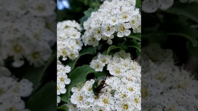 Жук бронзовка смотреть онлайн