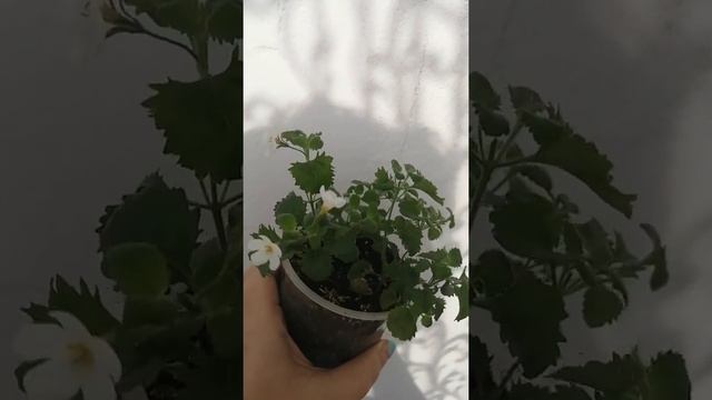 бакопа размножение смотреть онлайн