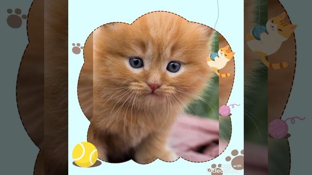 Красивые фото котят смотреть онлайн