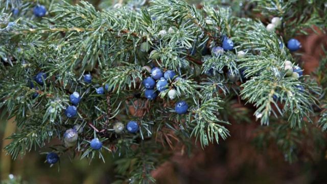  Можжевеловый куст : Музыкальная поэзия