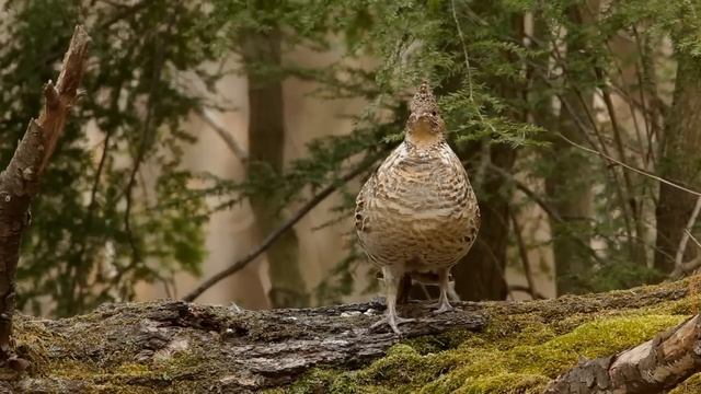 Ruffed Grouse Drumming смотреть онлайн